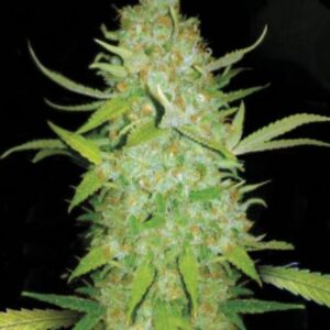 5 UND FEM - AUTO AK * BULK SEED 5 UND FEM