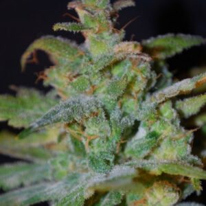 10 UND FEM - AUTO AK * FEMALE SEEDS 10 UND FEMINIZADAS