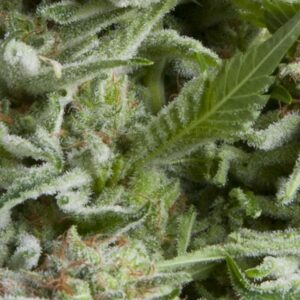 1 UND FEM - AUTO ALPUJARRE�A * PYRAMID SEEDS FEMINIZADA 1 UND