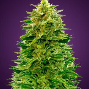 1 UND FEM - AUTO AMNESIA * ADVANCED SEEDS 1 UND FEM