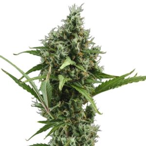 6 UND FEM - AUTO AMNESIA * CBD SEEDS 6 UND FEMINIZADA