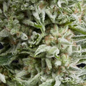 1 UND FEM - AUTO AMNESIA GOLD  * PYRAMID SEEDS FEMINIZADA 1 UND