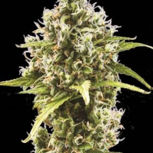 5 UND FEM - AUTO AMNESIA HAZE * BULK SEED 5 UND FEM