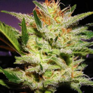 5 UND FEM - AUTO AMNESIA HAZE * NIRVANA 5 UND FEMINIZADAS