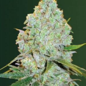 10 UND FEM - AUTO AMNESIA HAZE * VICTORY SEEDS FEMINIZADA 10 UND