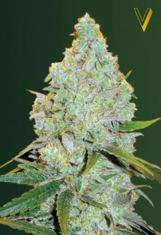 3 UND FEM - AUTO AMNESIA HAZE * VICTORY SEEDS FEMINIZADA 3 UND