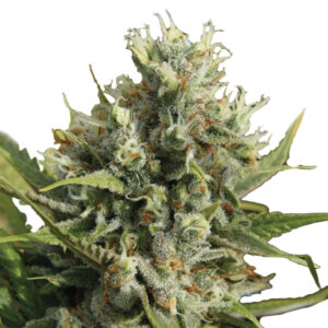 10 UND FEM - AUTO AMNESIA * NIRVANA 10 UND FEMINIZADAS