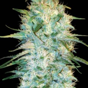5 UND FEM - AUTO AMNESIA PLATINUM * BULK SEED 5 UND FEM