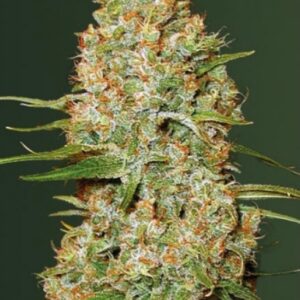 3 UND FEM - AUTO AMNESIUM * VICTORY SEEDS FEMINIZADA 3 UND