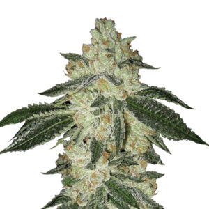5 UND FEM - AUTO AURORA INDICA * NIRVANA 5 UND FEMINIZADAS