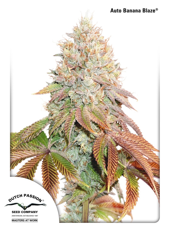 3 UND FEM - AUTO BANANA BLAZE ﾮ * DUTCH PASSION 3 UND FEMINIZADAS