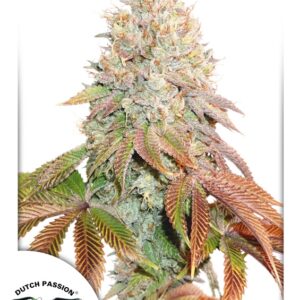 100 UND FEM - AUTO BANANA BLAZE ﾮ * DUTCH PASSION 100 UND FEMINIZADAS