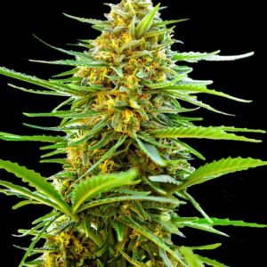 5 UND FEM - AUTO BANANA MONKEY * BULK SEED 5 UND FEM