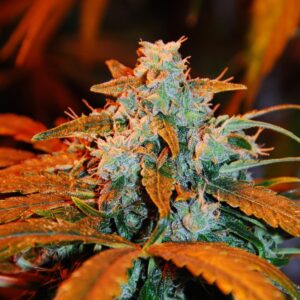 5 UND FEM - AUTO BERRY * G13 LABS SEEDS 5 FEMINIZADAS