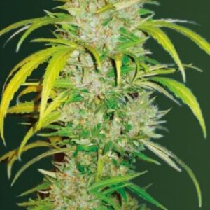 3 UND FEM - AUTO BIG ANGEL * VICTORY SEEDS FEMNIZADA 3 UND