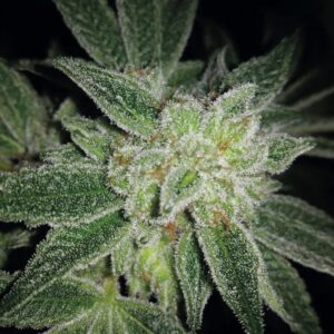 3 UND FEM - AUTO BIG BLUE * EXCLUSIVE SEEDS 3 UND FEM