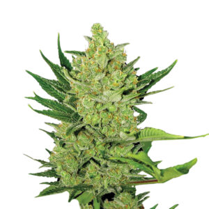 10 UND FEM - AUTO BIG BUD * NIRVANA 10 UND FEMINIZADAS