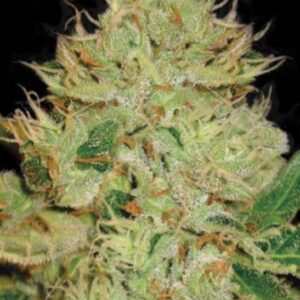 5 UND FEM - AUTO BIGGER BUD * BULK SEED 5 UND FEM