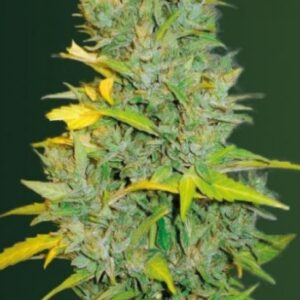 10 UND FEM - AUTO BIGGEST BUD * VICTORY SEEDS FEMINIZADA 10 UND