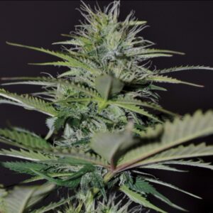 3 UND FEM - AUTO BILBERRY * EXCLUSIVE SEEDS 3 UND FEM