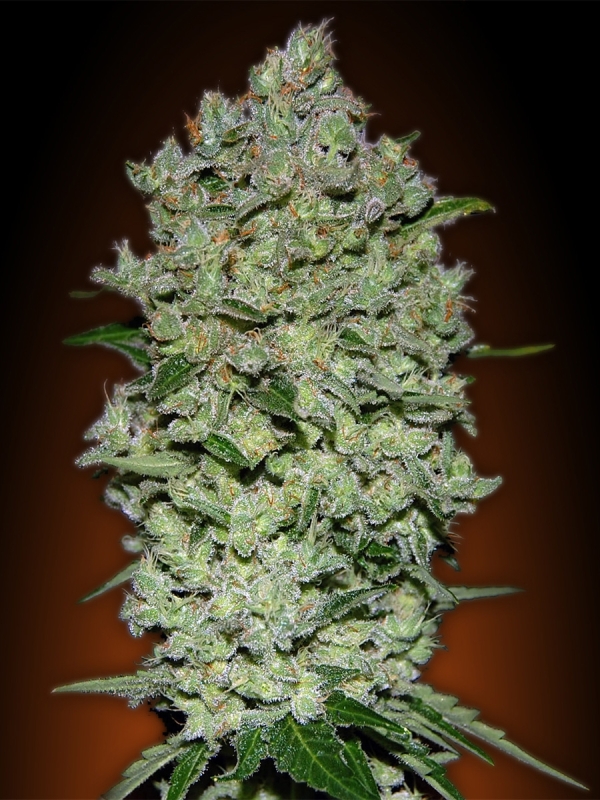 100 UND FEM - AUTO BIODIESEL MASS * ADVANCED SEEDS 100 UND FEM
