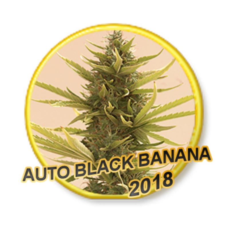 100 UND FEM - AUTO BLACK BANANA * MR. HIDE SEEDS 100 UND FEM