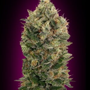 3 UND FEM - AUTO BLACK DIESEL * ADVANCED SEEDS 3 UND FEM