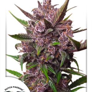 7 UND FEM - AUTO BLACKBERRY KUSH ﾮ * DUTCH PASSION FEMINIZADA