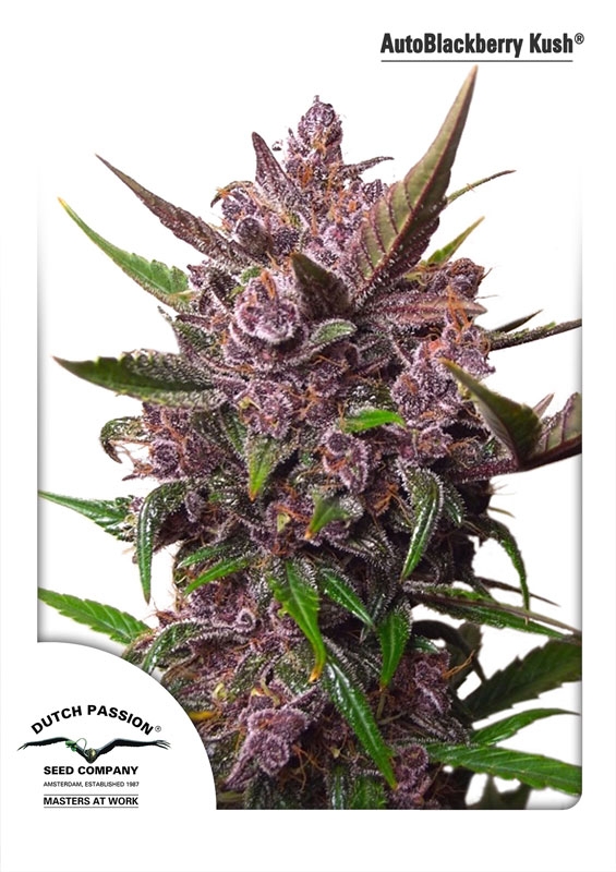 7 UND FEM - AUTO BLACKBERRY KUSH ﾮ * DUTCH PASSION FEMINIZADA