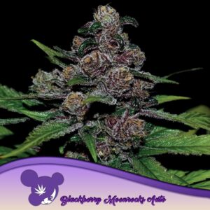 5 UND FEM - AUTO BLACKBERRY MOONROCKS ﾮ * ANESIA SEEDS 5 FEMINIZADAS