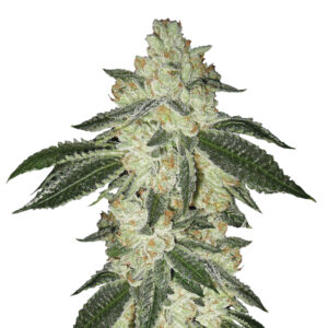 10 UND FEM - AUTO BLACKJACK * NIRVANA 10 UND FEMINIZADAS