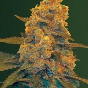 5 UND FEM - AUTO BLOW  DREAM * VICTORY SEEDS FEMINIZADA 5 UND