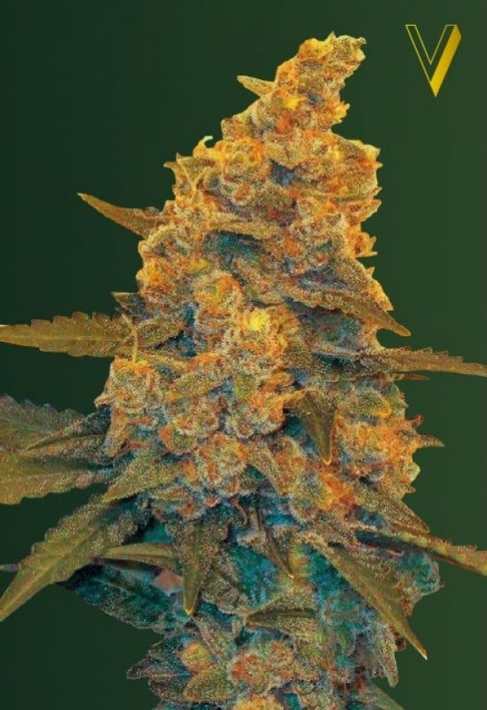 5 UND FEM - AUTO BLOW  DREAM * VICTORY SEEDS FEMINIZADA 5 UND