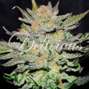 10 UND FEM - AUTO BLUE ACE CBD (CBD FAMILY) * DELICIOUS 10 UND FEMINIZADA