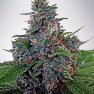 25 UND FEM - AUTO BLUE AMNESIA * MINISTRY SEEDS 25 UND FEMINIZADAS