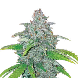 5 UND FEM - AUTO BLUE DREAM * NIRVANA 5 UND FEMINIZADAS