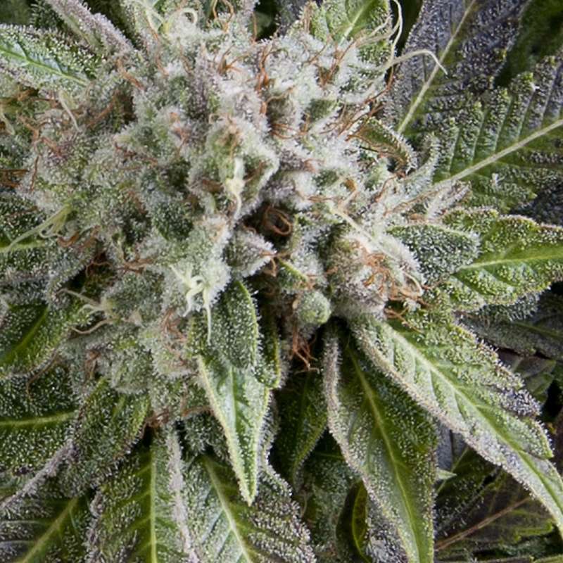 5 UND FEM - AUTO BLUE PYRAMID * PYRAMID SEEDS 5 UND FEMINIZADAS