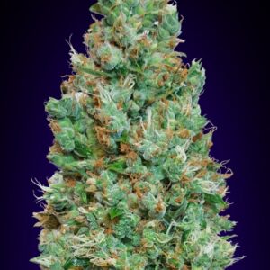 3 UND FEM - AUTO BLUEBERRY * 00SEEDS 3 UND FEMINIZADAS