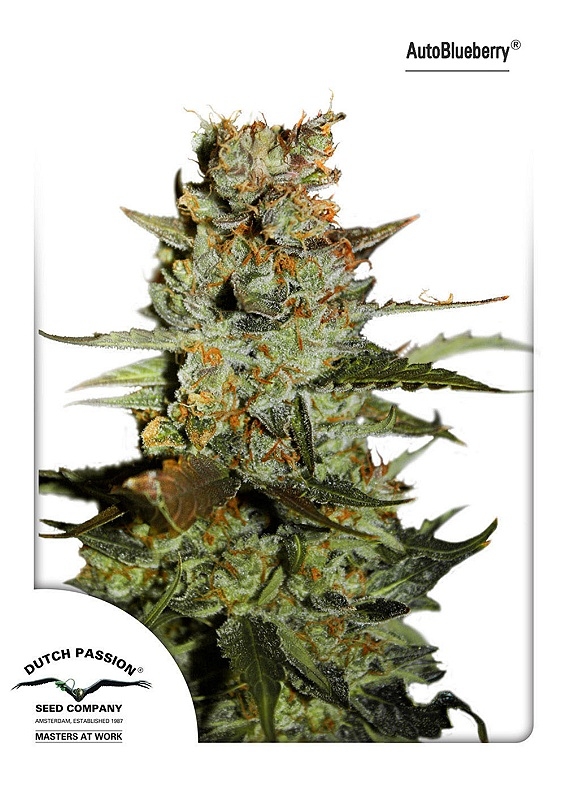 3 UND FEM - AUTO BLUEBERRY ﾮ * DUTCH PASSION 3 UND FEMINIZADAS