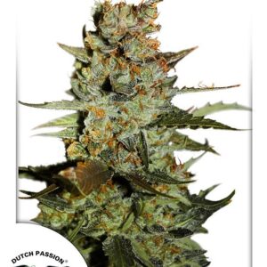 7 UND FEM - AUTO BLUEBERRY ﾮ * DUTCH PASSION 7 UND FEMINIZADAS