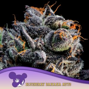 5 UND FEM - AUTO BLUEBERRY BANANA * ANESIA SEEDS 5 FEMINIZADAS