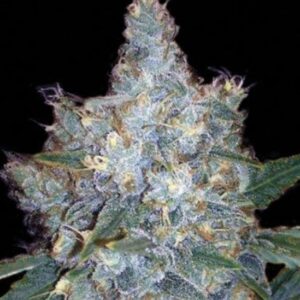 100 UND FEM - AUTO BLUEBERRY BERRY * BULK SEED 100 UND FEM