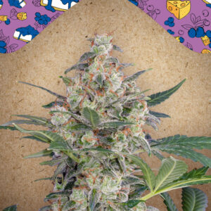 10 UND FEM - AUTO BLUEBERRY CHEESECAKE * FEMALE SEEDS 10 UND FEMINIZADAS