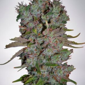 2 UND FEM - AUTO BLUEBERRY DOMINA * MINISTRY SEEDS 2 UND FEMINIZADAS