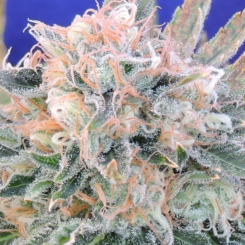 3 UND FEM - AUTO BLUEBERRY GHOST OG * ORIGINAL SENSIBLE 3 UND FEMINIZADA