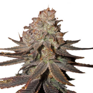 5 UND FEM - AUTO BLUEBERRY * NIRVANA 5 UND FEMINIZADAS