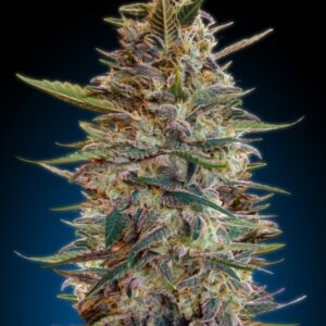 10 UND FEM - AUTO BLUEDIESEL * ADVANCED SEEDS 10 UND FEM