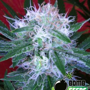 10 UND FEM - AUTO BOMB * BOMB SEEDS 10 UND FEMINIZADAS