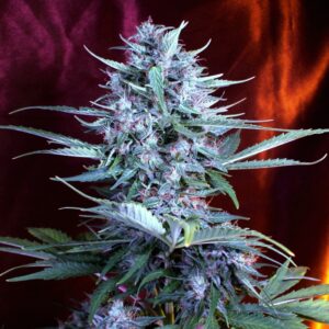 5 UND FEM - AUTO BRIDE CAKE * G13 LABS SEEDS 5 FEMINIZADAS