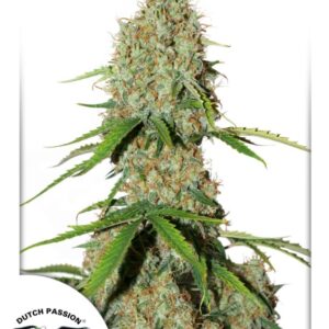 7 UND FEM - AUTO BROOKLYN SUNRISE ﾮ * DUTCH PASSION 7 UND FEMINIZADAS